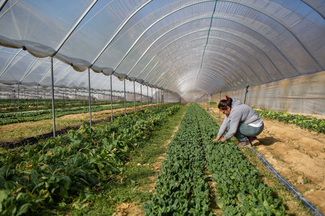 A woman works in a greenhouse