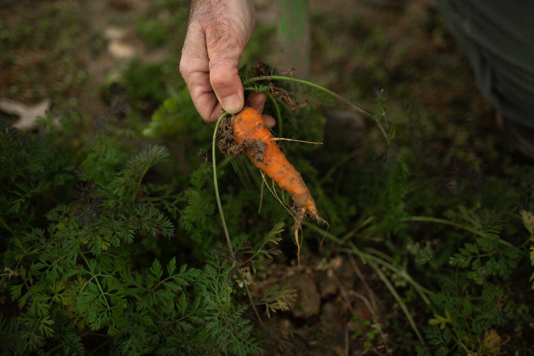 A hand pulling a carrot from the ground